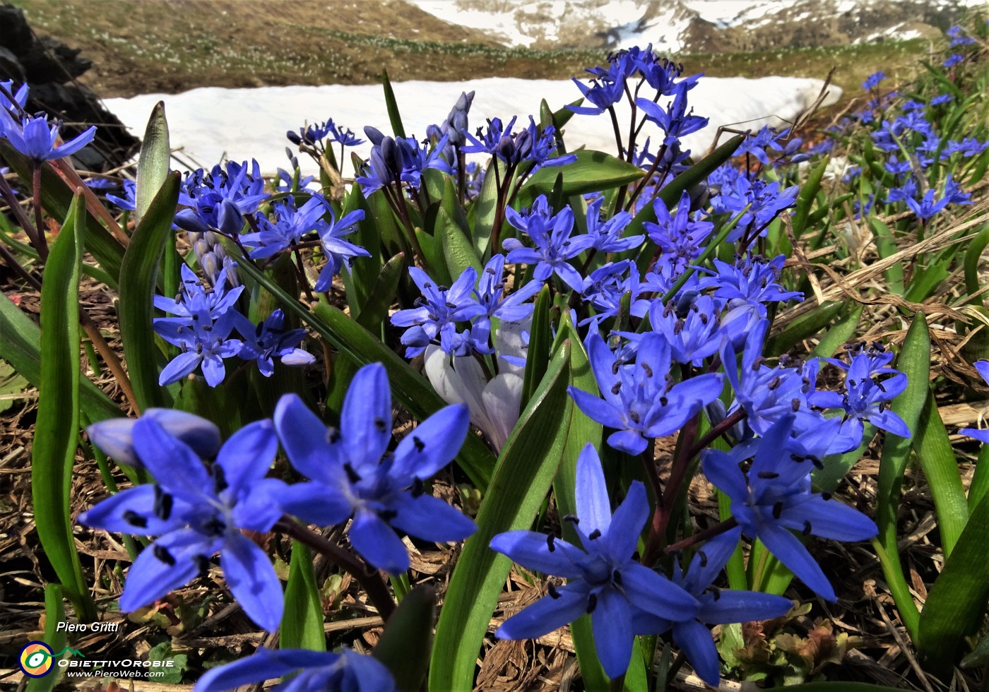 85 Bellissimi fiori di Scilla bifolia sul bel dosso panoramico fiorito salito anche la mattina .JPG